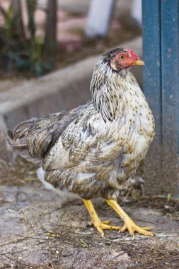 Yürüyüş ve sürpriz arıyor alacalı tavuk