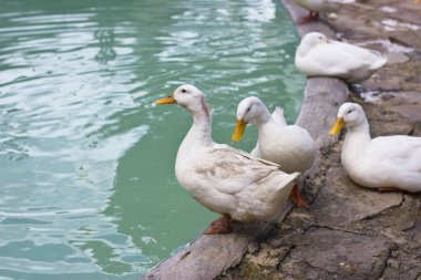 Beyaz ördek ve kazlar mavi göl kıyısında