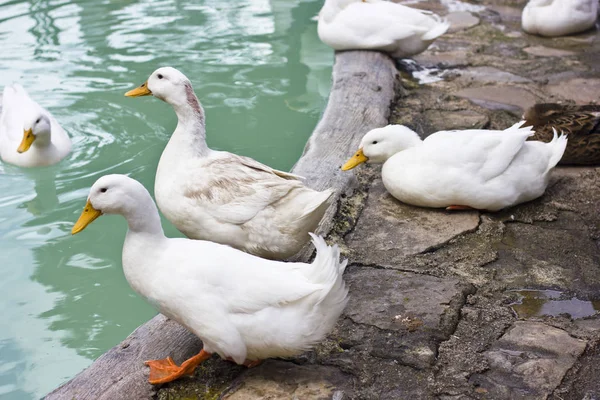 Beyaz ördek ve kazlar mavi göl kıyısında