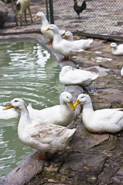 White ducks and geese on the shore of a blue pond — Stock Photo, Image