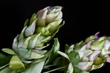 Siyah bir arka plan üzerinde izole koniler hop. Yapay ipek sahte f