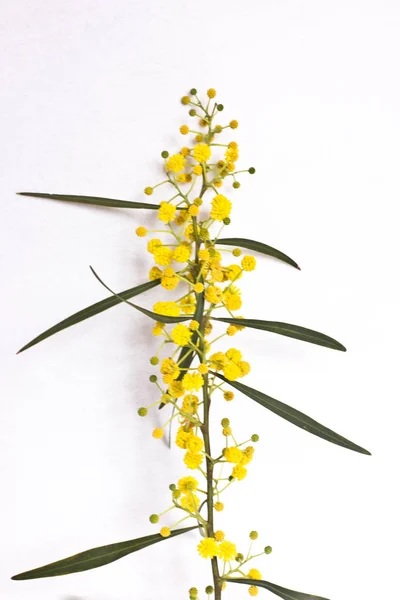 Spring yellow flowers of mimosa. Macro, selective focus — Stock Photo, Image