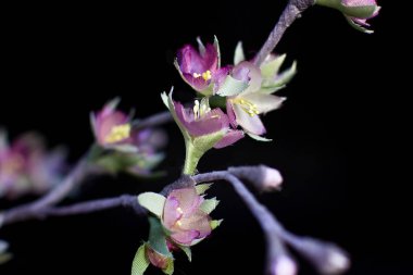 Hassas bahar pembe sakura çiçekleri üzerinde siyah bir backgrou izole