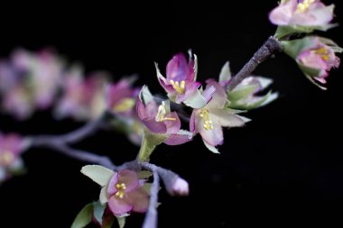 Hassas bahar pembe sakura çiçekleri üzerinde siyah bir backgrou izole