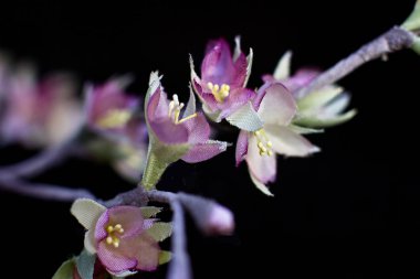 Hassas bahar pembe sakura çiçekleri üzerinde siyah bir backgrou izole