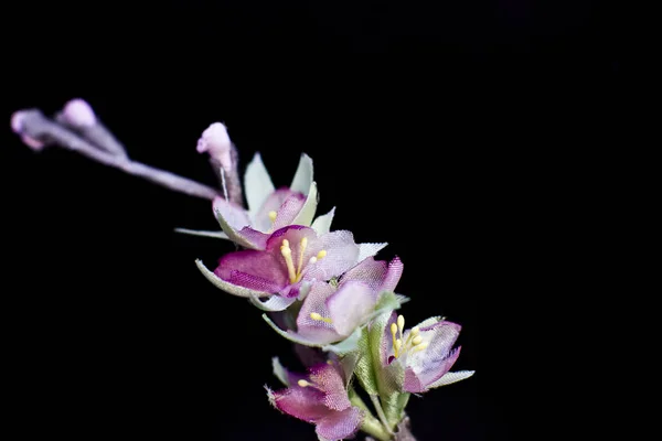 精致的春天粉红色樱花花隔离在一个黑色的背景 — 图库照片
