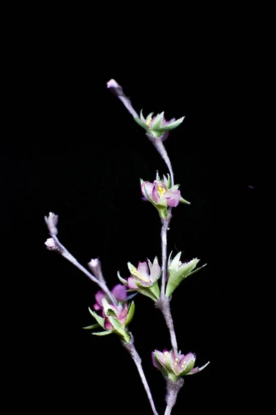Delicati fiori di sakura rosa primaverili isolati su un backgrou nero — Foto Stock