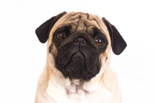 Pug köpek oturur ve doğrudan fotoğraf makinesine benziyor. Üzgün büyük göz