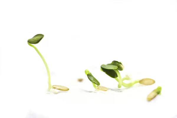 Semi di cetriolo germogliati isolati su fondo bianco — Foto Stock