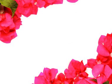 Çiçek düzlüğü ve begonvil yaprakları. Botanik Model