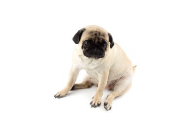 Tatlı pug dog masum görünüyor. Çok üzgün bir köpek bembeyaz