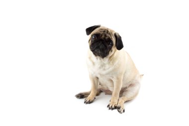 Tatlı pug dog masum görünüyor. Çok üzgün bir köpek bembeyaz