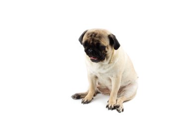 Şirin köpek esniyor. Çok üzgün bir köpek bembeyaz