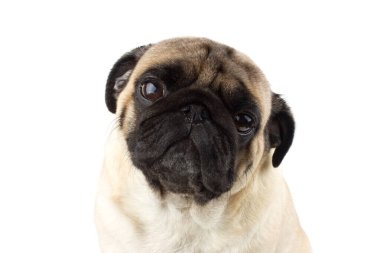 Tatlı pug dog masum görünüyor. Çok üzgün bir köpek bembeyaz