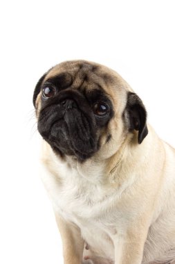 Tatlı pug dog masum görünüyor. Çok üzgün bir köpek bembeyaz