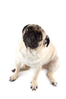 Tatlı pug dog masum görünüyor. Çok üzgün bir köpek, yalnız başına beyazlara bakıyor.