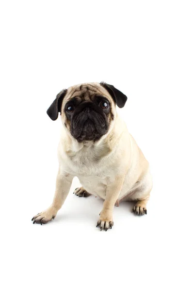 Cão pug bonito que parece inocente. Cão muito triste isolado em branco — Fotografia de Stock