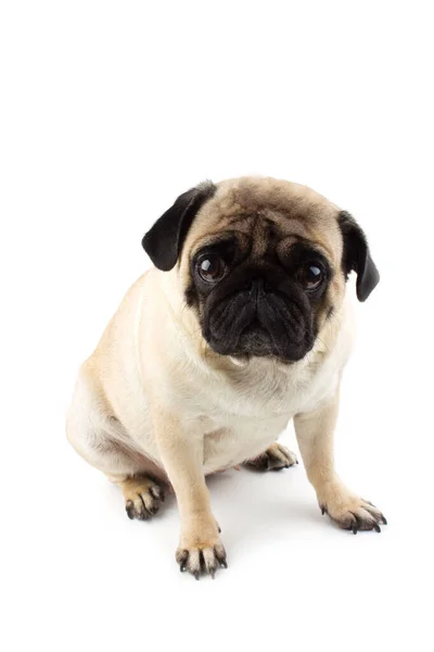 Tatlı pug dog masum görünüyor. Çok üzgün bir köpek bembeyaz — Stok fotoğraf