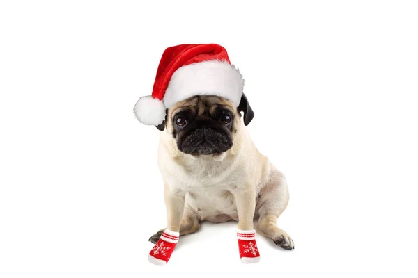 Triste cão pug inocente com chapéu de Natal de malha vermelha de Papai Noel e vermelho suga — Fotografia de Stock