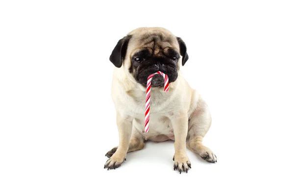 Sorglig oskyldig pug hund med röd och vit vriden julgodis. Isolerad Stockfoto