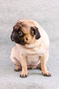 Hüzünlü, iri gözlü bir köpek gri arka planda oturuyor.