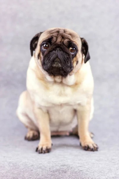 Pug Cão Com Olhos Grandes Tristes Senta Fundo Cinza Olha — Fotografia de Stock
