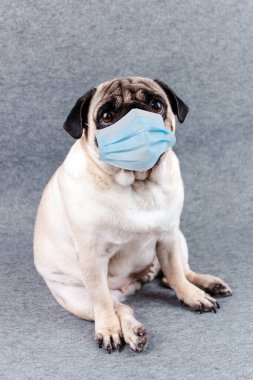 Tıbbi maskeli, üzgün, kocaman gözlü bir köpek. Koronavirüs sırasında karantina ve izolasyon