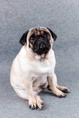Hüzünlü, iri gözlü bir köpek gri bir arka planda oturur ve kameraya bakar.