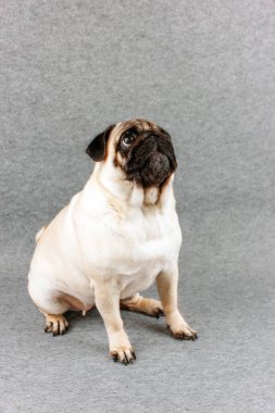 Hüzünlü, iri gözlü bir köpek gri arka planda oturur ve kafasını kaldırır.