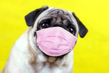 Tıbbi maskeli, üzgün, kocaman gözlü bir köpek. Koronavirüs sırasında karantina ve izolasyon