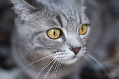 İskoç tutturmuşsun kedi