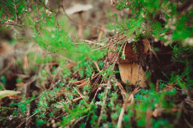 ormandaki Porcini mantar