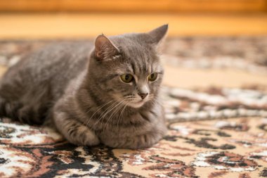 İskoç tutturmuşsun kedi