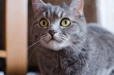 İskoç tutturmuşsun kedi 