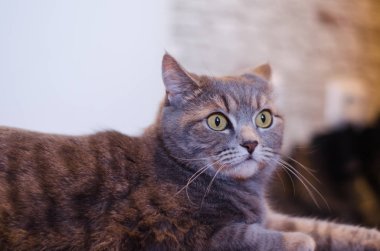 İskoç tutturmuşsun kedi 