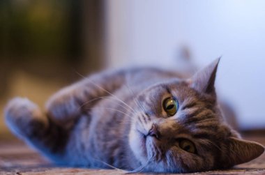 İskoç tutturmuşsun kedi 