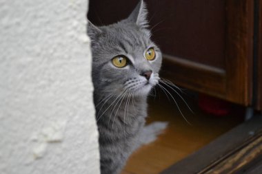 İskoç tutturmuşsun kedi 