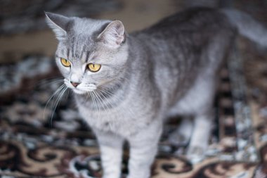 İskoç tutturmuşsun kedi 