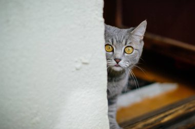 İskoç tutturmuşsun kedi 