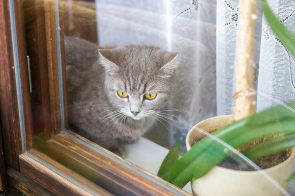 Skotska strite katt — Stockfoto