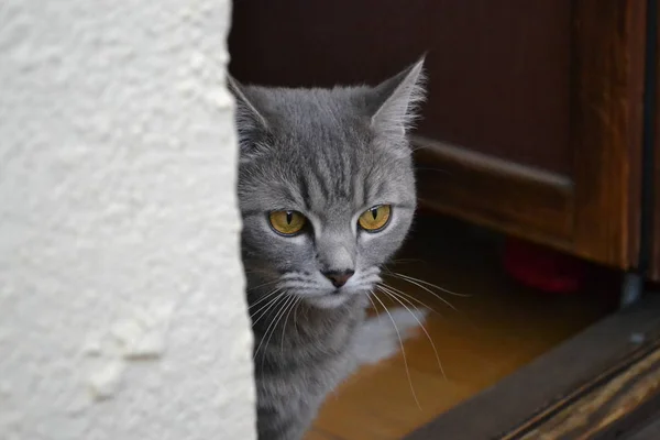 Scottish strite cat — Stock Photo, Image