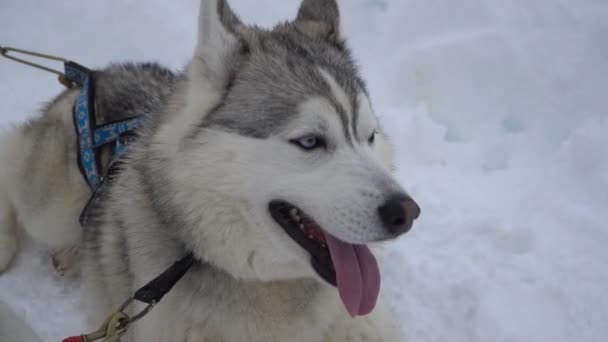 Perros Nieve — Vídeos de Stock