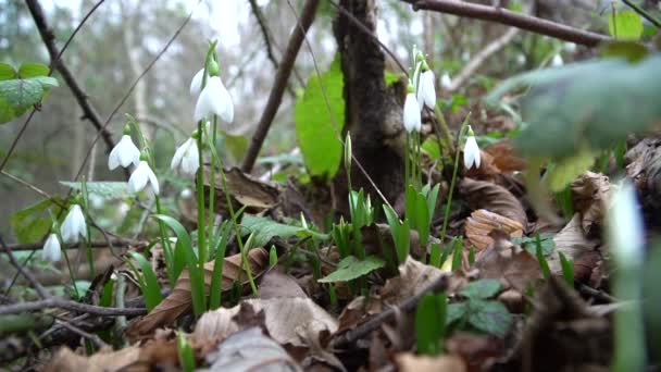 Snowdrops Bloomed Spring Forest — Stok video