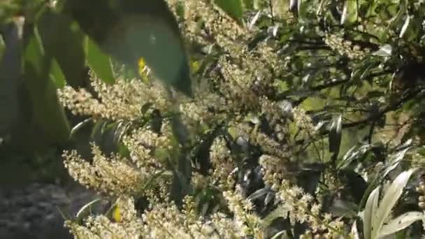 Árvore Florescendo Floresta Primavera — Vídeo de Stock