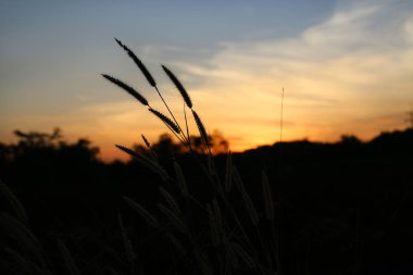 Doğa günbatımı çimen çiçek