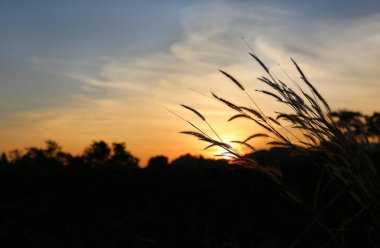 Doğa günbatımı çimen çiçek