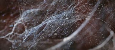 Örümcek ağı ya da örümcek web