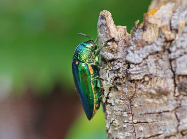 Ağaç üzerinde mücevher böceği.