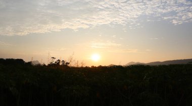 Doğa günbatımı çimen çiçek