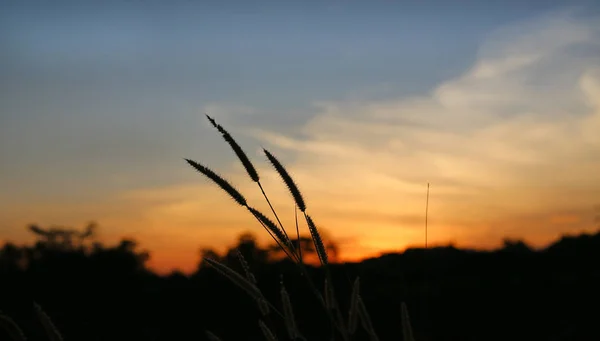 Nature herbe fleur au coucher du soleil — Photo